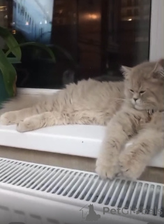 Photo №4. I will sell persian cat in the city of Tbilisi. breeder - price - 250$