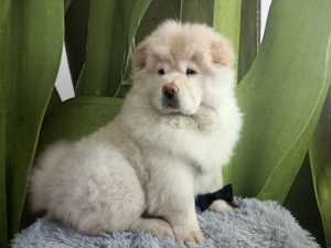 Photo №1. chow chow - for sale in the city of Minsk | Negotiated | Announcement № 1257