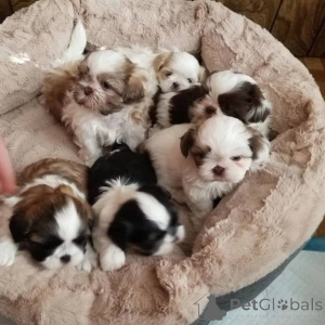 Photo №1. shih tzu - for sale in the city of Munich | negotiated | Announcement № 164706
