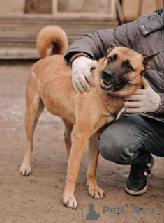 Photo №3. Beautiful domestic dog Plusha is looking for a home. Russian Federation