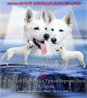 Photo №1. berger blanc suisse - for sale in the city of Yekaterinburg | Negotiated | Announcement № 2890