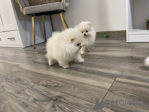 Photo №1. pomeranian - for sale in the city of Berlin | negotiated | Announcement № 157531
