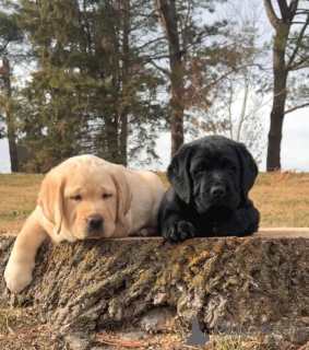Photo №3. Stunning Labrador Siblings 12-Week-Old Pair. Germany