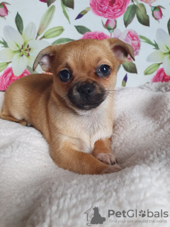 Photo №4. I will sell chihuahua in the city of Tbilisi. private announcement, from nursery, breeder - price - negotiated