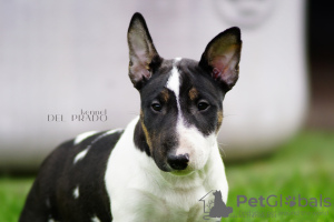 Photo №2 to announcement № 108368 for the sale of bull terrier - buy in Russian Federation private announcement