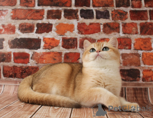 Photo №3. British kitten golden chinchilla color ny12. Russian Federation