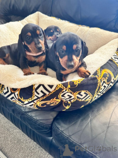Photo №1. dachshund - for sale in the city of Adamov | negotiated | Announcement № 172951
