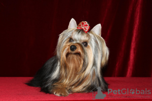 Photo №2 to announcement № 9380 for the sale of non-pedigree dogs - buy in Russian Federation breeder