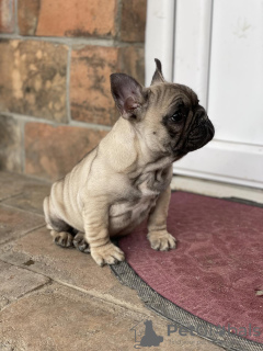 Photo №3. French bulldog puppies for sale. Serbia