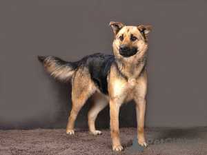 Photo №3. Young, affectionate and sociable dog Alma is looking for a home. Russian Federation