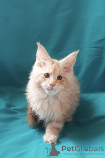 Photo №1. maine coon - for sale in the city of Kharkov | 610$ | Announcement № 8545
