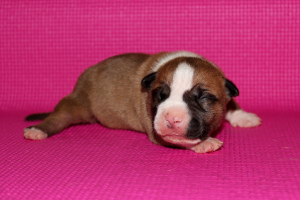 Photo №4. I will sell american staffordshire terrier in the city of St. Petersburg. from nursery - price - 531$
