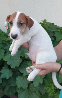 Photo №1. jack russell terrier - for sale in the city of Москва | 265$ | Announcement № 2491
