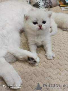 Photo №1. british shorthair - for sale in the city of Ангарский | negotiated | Announcement № 9122