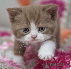 Photo №3. British shorthair. Germany