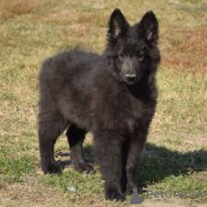 Photo №2 to announcement № 161879 for the sale of groenendael dog - buy in Belgium private announcement, breeder
