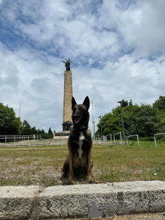 Additional photos: Belgian Shepherd Dog - Malinois