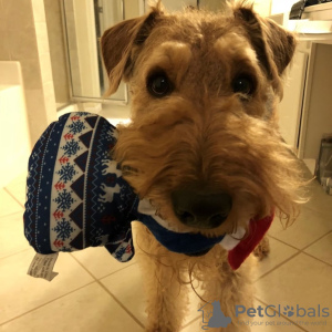 Photo №1. airedale terrier - for sale in the city of Bucharest | 317$ | Announcement № 70060