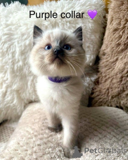 Photo №2 to announcement № 138676 for the sale of ragdoll - buy in Ireland 