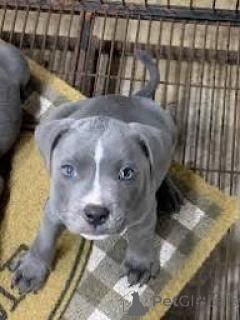 Photo №2 to announcement № 168889 for the sale of staffordshire bull terrier - buy in Finland private announcement, breeder
