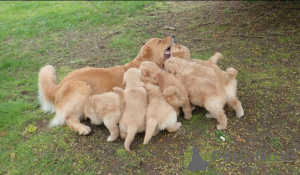 Photo №1. golden retriever - for sale in the city of Glasgow | 659$ | Announcement № 138881