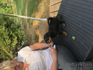 Photo №4. I will sell airedale terrier in the city of Sodėnai. private announcement - price - 2113$