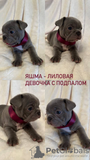 Photo №4. I will sell french bulldog in the city of Chekhov. private announcement - price - 1302$