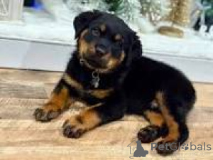 Photo №3. Cuccioli di Rottweiler in vendita. Italy