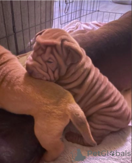 Photo №1. shar pei - for sale in the city of Stockholm | negotiated | Announcement № 96316