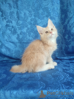 Photo №4. I will sell maine coon in the city of Krasnoyarsk. from nursery - price - 1000$
