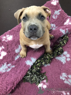 Photo №2 to announcement № 172626 for the sale of american bulldog - buy in Belgium private announcement, breeder