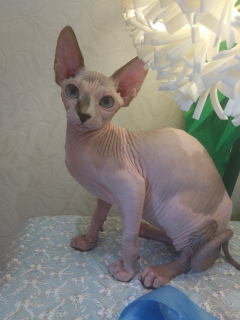 Photo №1. sphynx-katze - for sale in the city of Москва | 256$ | Announcement № 6029