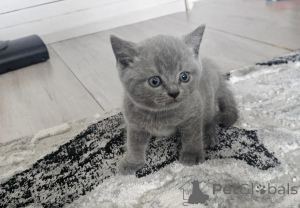 Photo №1. british shorthair - for sale in the city of Baumholder | 361$ | Announcement № 174532