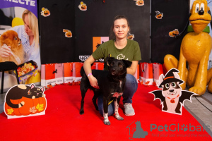 Photo №4. I will sell non-pedigree dogs in the city of St. Petersburg. private announcement - price - Is free