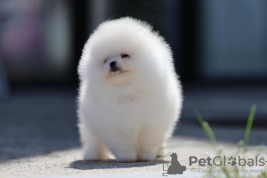 Photo №4. I will sell pomeranian in the city of Berlin. private announcement - price - 380$