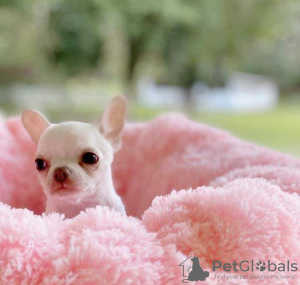 Photo №2 to announcement № 95387 for the sale of chihuahua - buy in Germany breeder