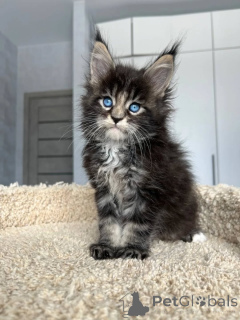 Photo №1. maine coon - for sale in the city of Pécs | 361$ | Announcement № 167927