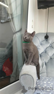 Photo №1. russian blue - for sale in the city of Arnsberg | 329$ | Announcement № 153084