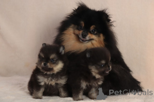 Photo №3. Black and tan girl. Ukraine
