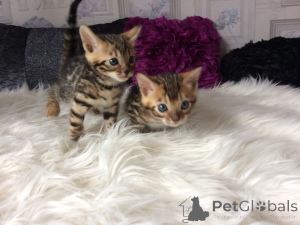 Photo №1. bengal cat - for sale in the city of Garging | 361$ | Announcement № 177032