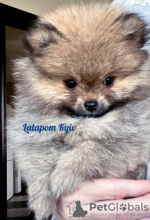 Photo №1. pomeranian - for sale in the city of Kiev | negotiated | Announcement № 76972