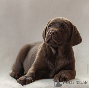 Photo №2 to announcement № 150724 for the sale of labrador retriever - buy in Russian Federation from nursery