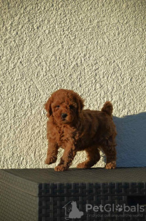 Additional photos: Mini Poodle, red and apricot colors