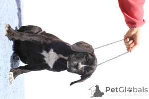 Photo №2 to announcement № 140503 for the sale of cane corso - buy in Romania breeder
