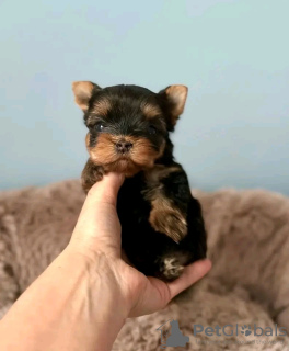 Photo №1. yorkshire terrier - for sale in the city of Barcelona | 200$ | Announcement № 129007