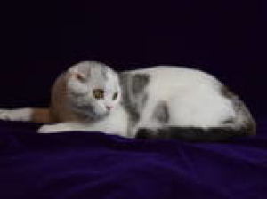 Photo №1. scottish fold - for sale in the city of Minsk | 189$ | Announcement № 2231