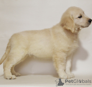 Photo №1. golden retriever - for sale in the city of Khmelnitsky | negotiated | Announcement № 17897