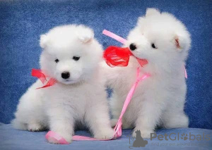 Photo №1. samoyed dog - for sale in the city of Tauragė | 370$ | Announcement № 75806