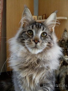Photo №2 to announcement № 9946 for the sale of maine coon - buy in Russian Federation from nursery