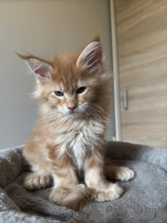 Photo №3. Gesunde Maine Coon Kätzchen zu verkaufen mit Lieferservice. Germany